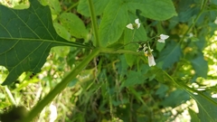 Solanum furcatum