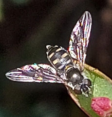 Melangyna viridiceps