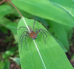 Hamadruas sikkimensis