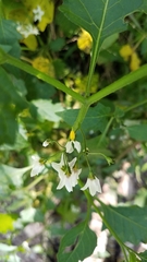 Solanum furcatum