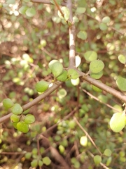 Coprosma crassifolia