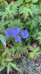 Geranium erianthum