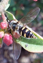 Melangyna viridiceps