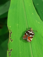 Lophopinae