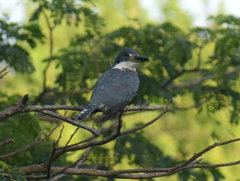 Megaceryle torquata