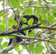 Alouatta caraya