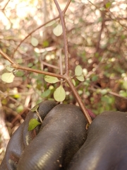 Coprosma crassifolia