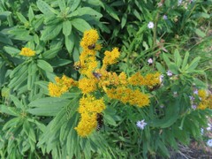 Solidago lepida