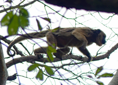 Alouatta caraya
