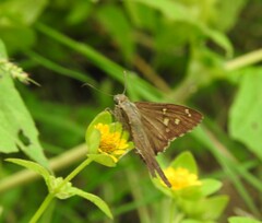 Thorybes dorantes dorantes