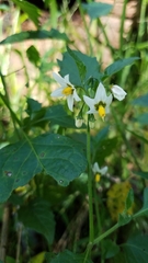 Solanum furcatum