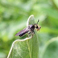 Cerotainia macrocera