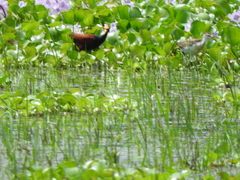 Jacana spinosa