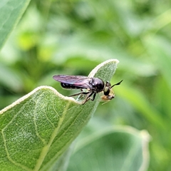 Cerotainia macrocera
