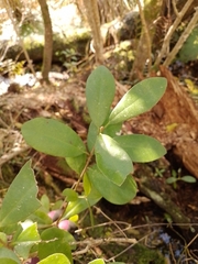 Pittosporum ralphii
