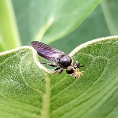 Cerotainia macrocera