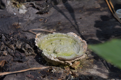 Trametes betulina