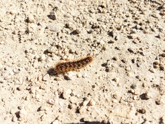 Hemileuca eglanterina