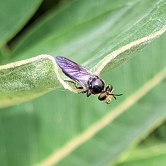 Cerotainia macrocera