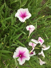 Ipomoea longifolia