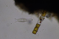 Chaetonotus