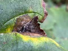Hormaphis hamamelidis
