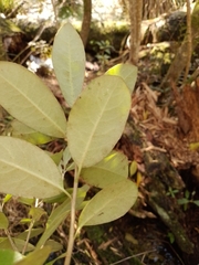 Pittosporum ralphii