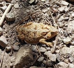 Phrynosoma hernandesi