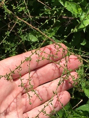 Symphyotrichum dumosum