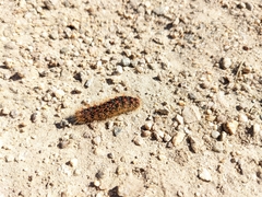 Hemileuca eglanterina