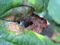 Hormaphis hamamelidis