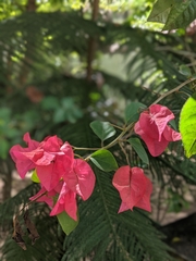Bougainvillea