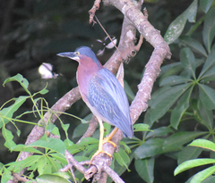 Butorides virescens
