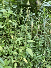 Amaranthus tuberculatus