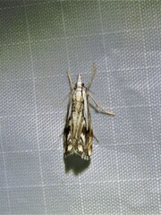 Catoptria falsella