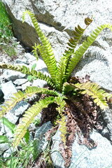 Polystichum lonchitis