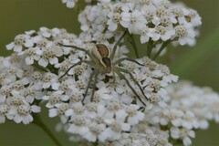 Dolomedes fimbriatus