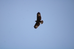 Buteogallus anthracinus