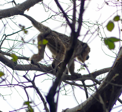 Alouatta caraya