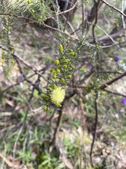 Juliflorae