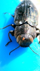 Chrysobothris