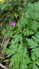 Geranium reuteri