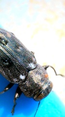 Chrysobothris