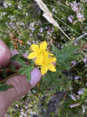 Hypericum undulatum