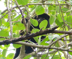 Alouatta caraya