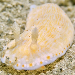 Goniobranchus epicurius