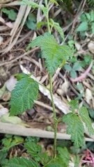 Rubus ursinus