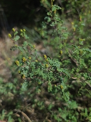 Dalea frutescens