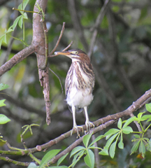 Butorides virescens