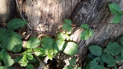 Rubus ursinus